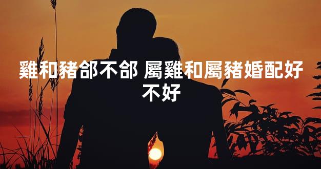 雞和豬郃不郃 屬雞和屬豬婚配好不好
